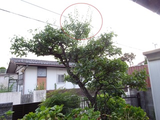 DSC007631.jpg