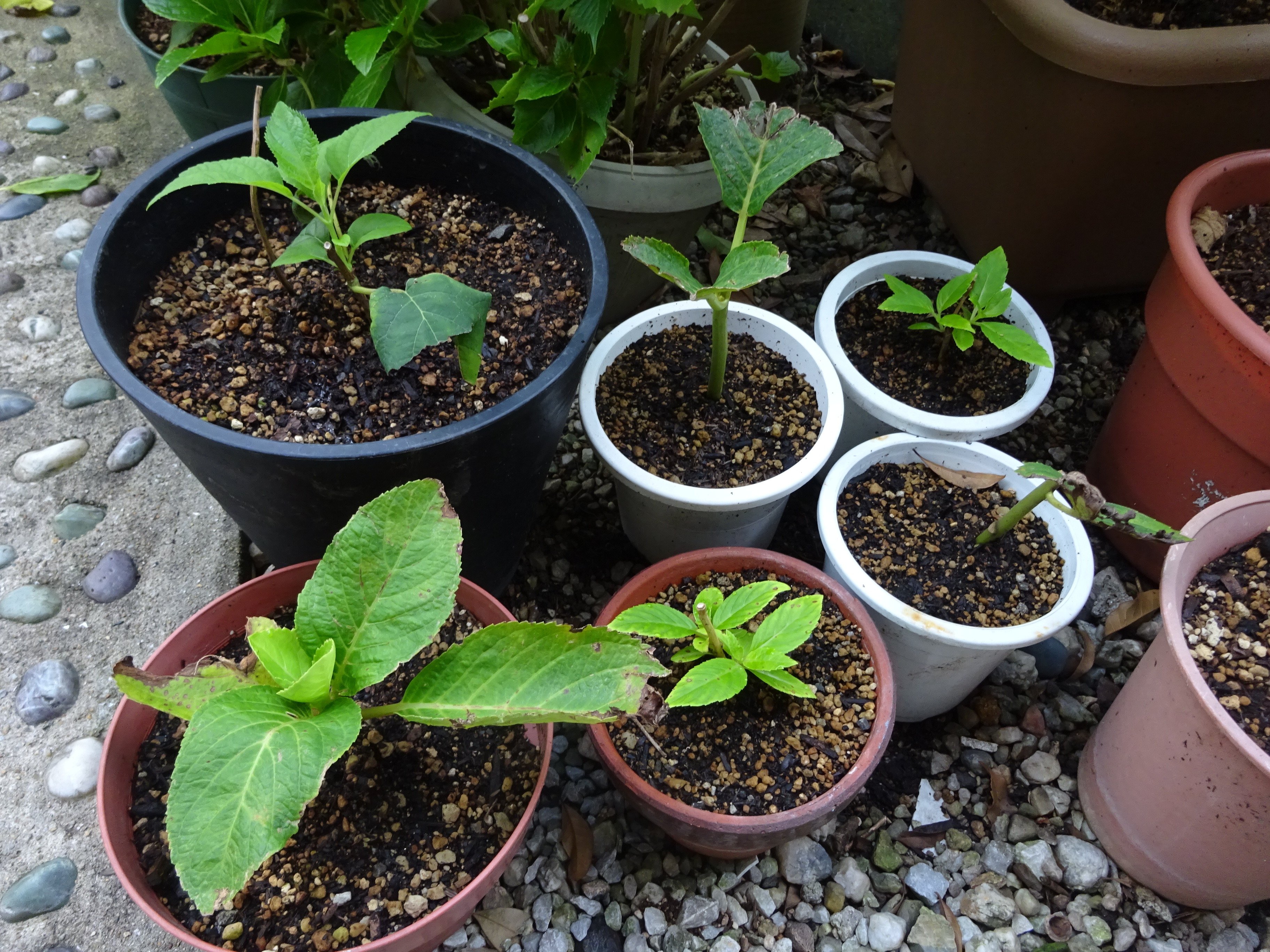 紫陽花 増やし方 | 紫陽花（アジサイ）の育て方｜キミのミニ盆栽びより