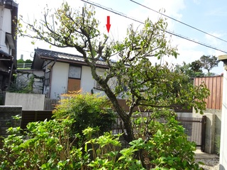 DSC021551.jpg