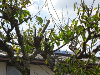 DSC02156.JPG