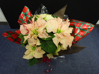 DSC03703.JPG