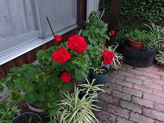 DSC05403.jpg