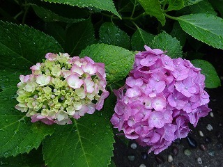 DSC07925.jpg