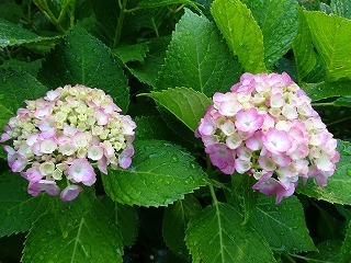 DSC07926.jpg
