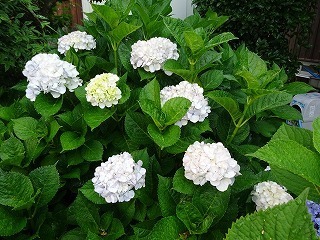 DSC07927.jpg