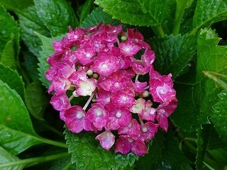 DSC07929.jpg