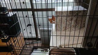neko1.jpg